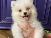 Шпиц помски шпиц+хаски, фотография 2