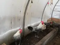 Животные, фотография 2