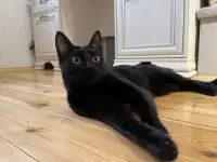 Чудесная черная кошечка Карамелька ищет дом и семью!, фотография 4