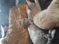 Коты, кошки и котята, фотография 2