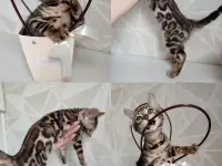 Бенгальский котенок, фотография 12