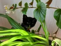 Котята, фотография 3