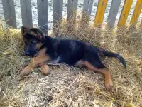 Продается, фотография 2