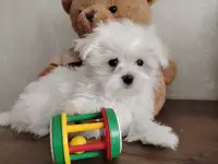 Щенки мальтийской болонки, мальтезе, фотография 12