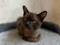 Котята европейской бурмы, фотография 9