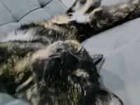 ПРОПАЛА КОШКА