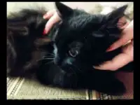 Кошка, фотография 2
