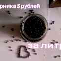 Черника, фотография 2