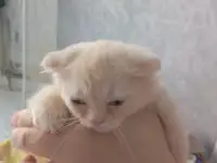 Шатланская веслоухоя