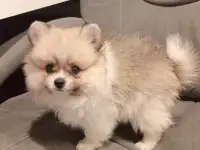 Продам щенка,мальчик2.5мес., фотография 4