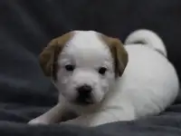 Щенки Джек Рассела терьера