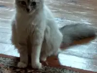 Котята в дар, фотография 4