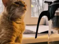 Котик в добрые руки, фотография 11