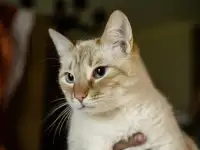 Нежный и красивый котик Беня в дар, фотография 2