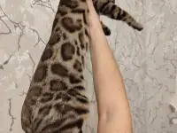 Бенгальский котенок мальчик, фотография 7