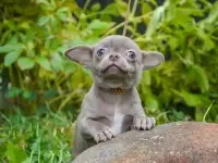 Лиловые мальчики чихуахуа, фотография 8