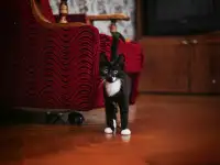 Черно-белый котенок Эльф ищет дом!, фотография 7