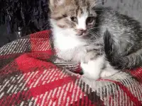 Котята в добрые руки, фотография 3