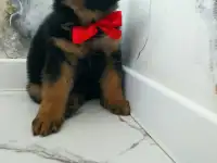 Овчарята