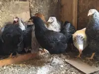 Куры несушки доставка