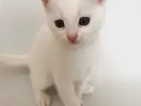 Отдам котят, кошку и кота, фотография 5