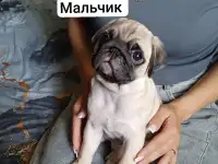 Чистокровные щенки мопса, фотография 3
