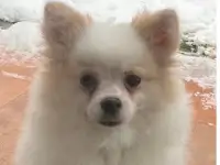 Померанский шпиц