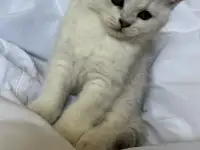 Британские котята окрас серебристая шиншилла, фотография 4