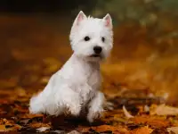 Щенки вест хайленд вайт терьер, фотография 8