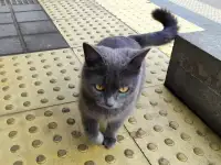 Пропала кошка