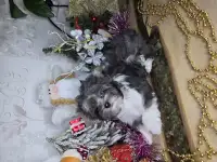 Щенки бивер йорк, фотография 4