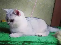Британские котята