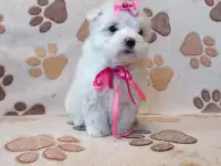 Мальтийской болонки щенки, фотография 2