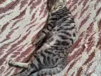 Пропал котенок бенгал, фотография 9
