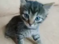 Красивая кошечка, фотография 3