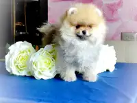 Померанский шпиц, щенки. Мини мишки, фотография 5