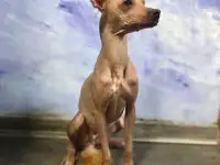 Мексиканская голая собака ксолоитцкуинтли, фотография 5