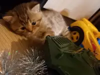 Шотландские котята, фотография 2