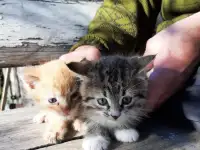 Бесплатно котята, фотография 3