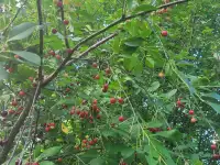 Продам участок в садовом товариществе, Молодеченский р-он, Красненский с/с, с/т РАМОНОК МАЗ, фотография 6