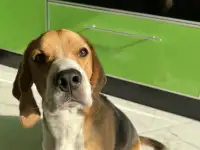 Щенок бигля, фотография 2