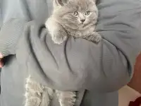 Шотландские котята, фотография 9