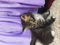 Отдам котят в добрые руки, фотография 4