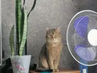 Котята, шотландские и британские., фотография 7
