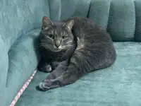 Очаровательный кот Василий в дар, фотография 5