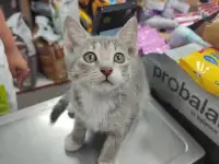 Котенок в дар