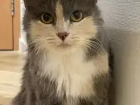Трёхцветная кошечка Луна в добрые ручки!, фотография 1