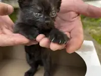 Котята 2 месяца, фотография 2