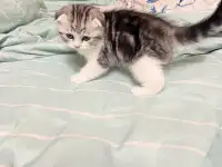 Шотландские котята, фотография 6