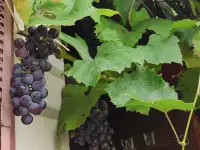 виноград синий на даче